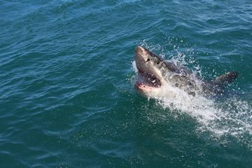 Great White Shark - Where is the white shark cafe - White Sharks in the Pacific small