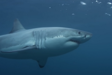 Where to find great white sharks small