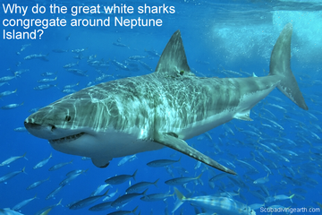 Why do the great white sharks congregate around Neptune Island small