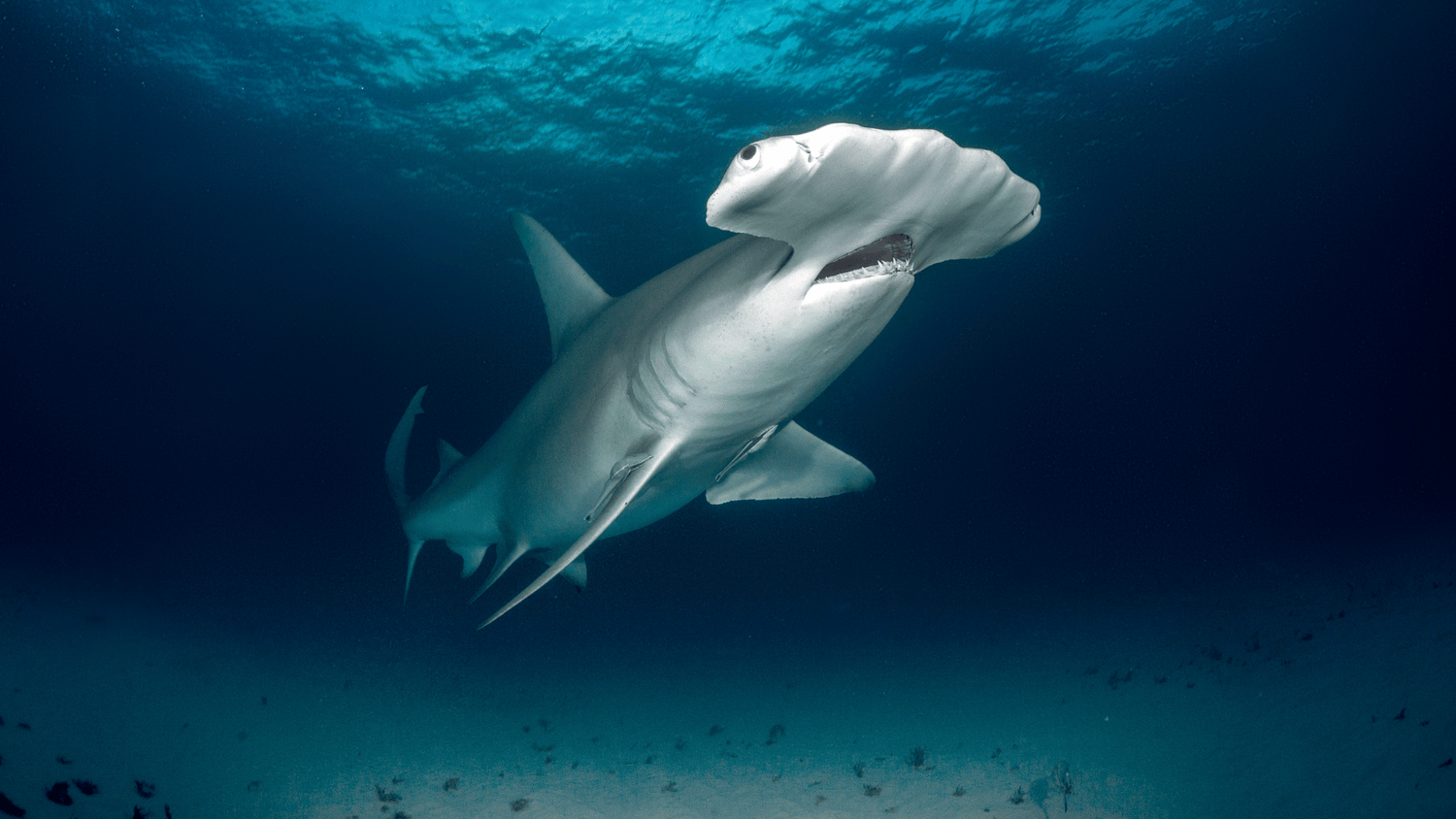 Saudi Arabia Liveaboard Diving