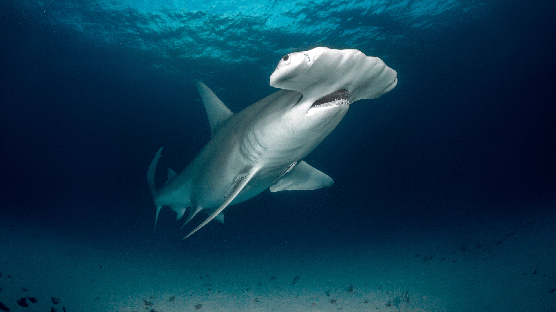 Saudi Arabia Liveaboard Diving