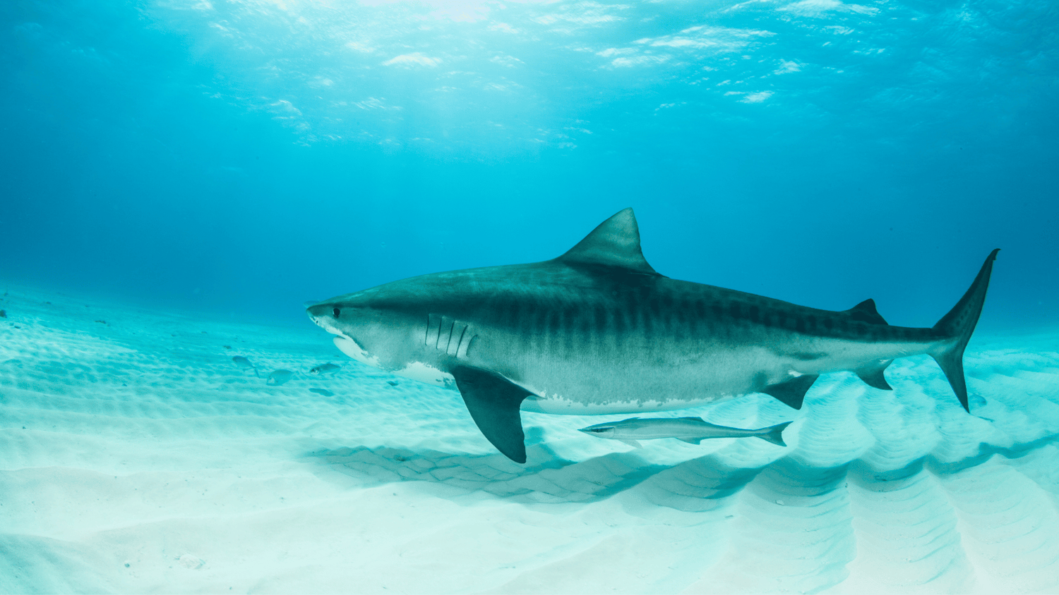 Bahamas Liveaboard Diving
