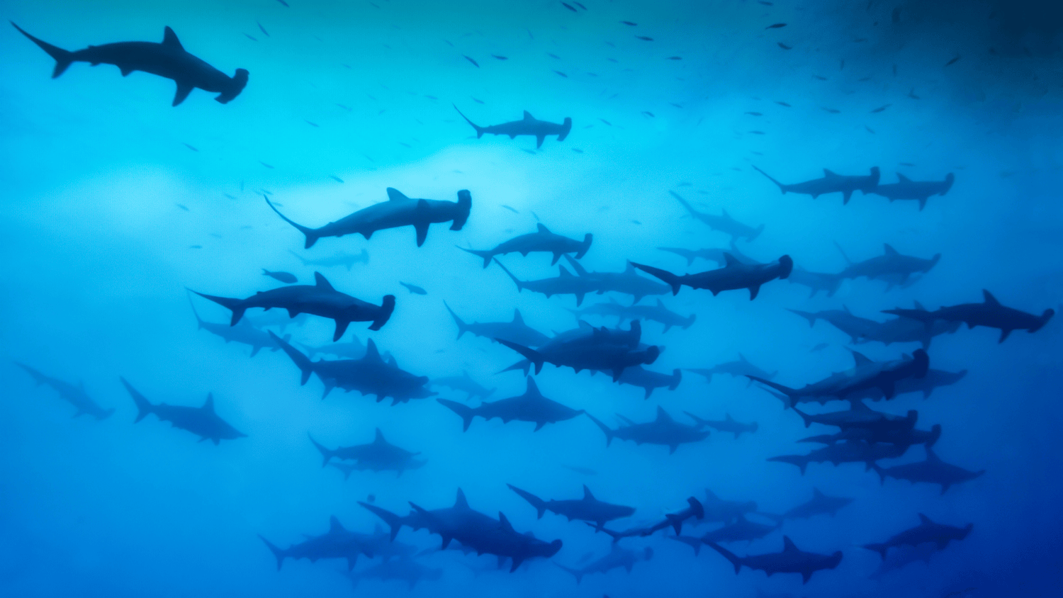 Costa Rica Liveaboard Diving