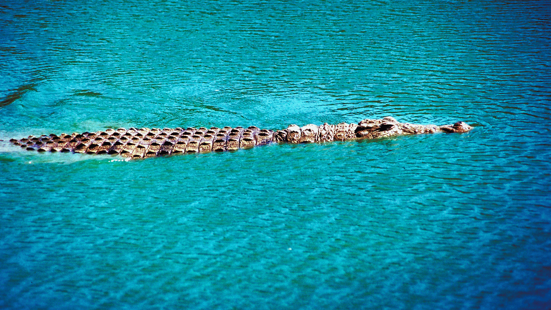 Cuba Liveaboard Diving