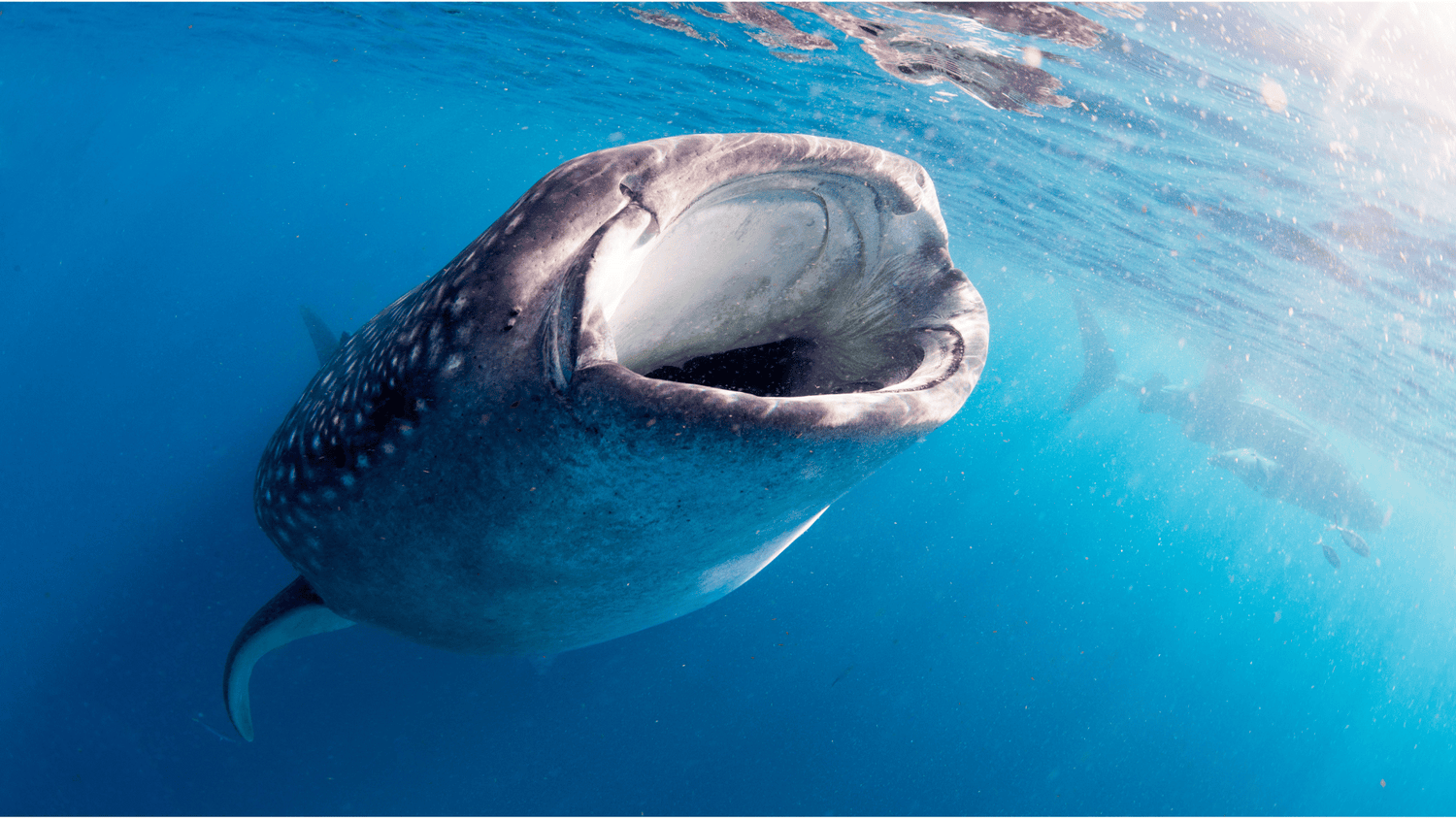 Djibouti Liveaboard Diving