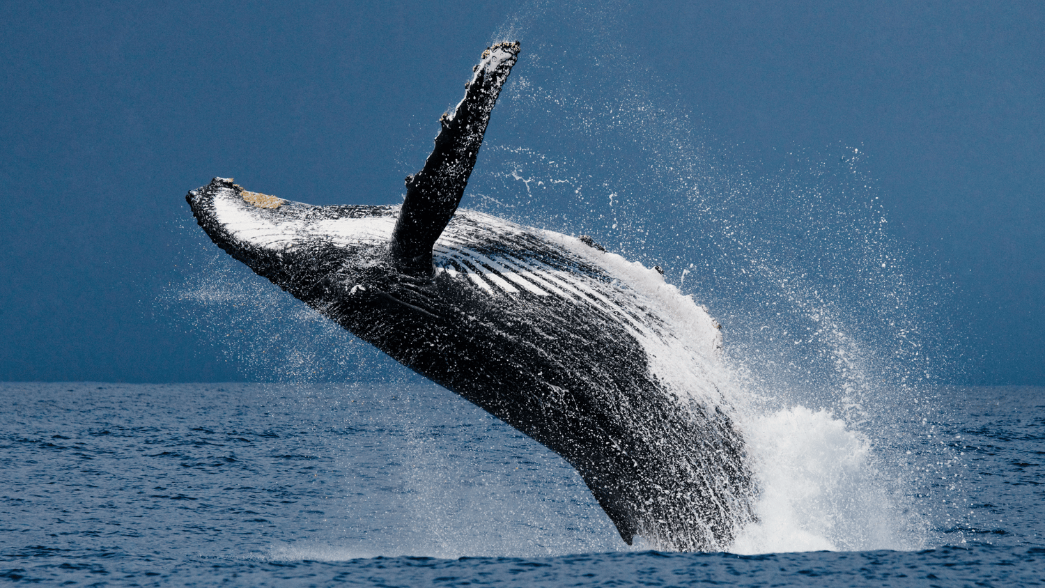 Dominican Republic Liveaboard Diving