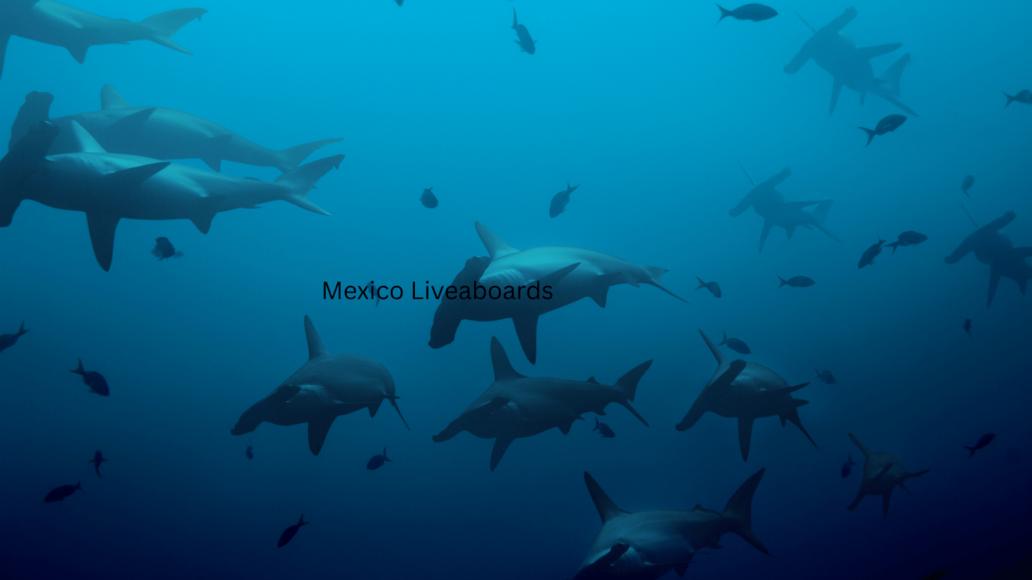 Galapagos Liveaboard Diving