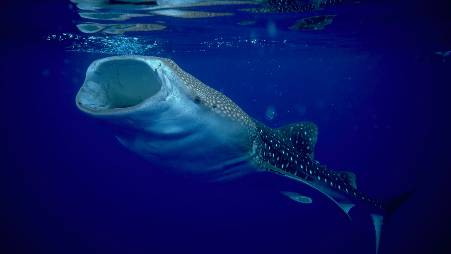Maldives Liveaboard Diving