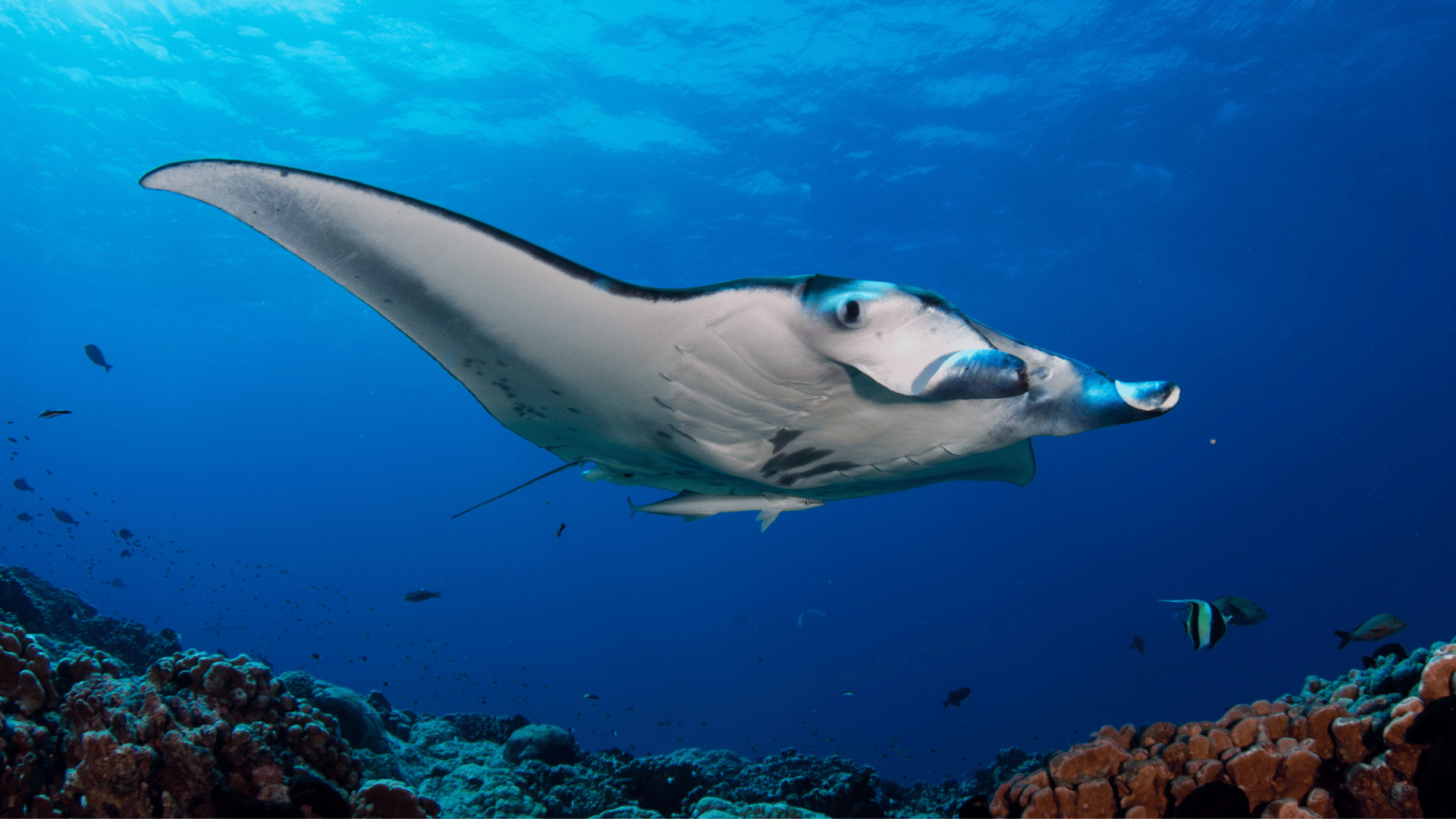 Mexico Liveaboard Diving