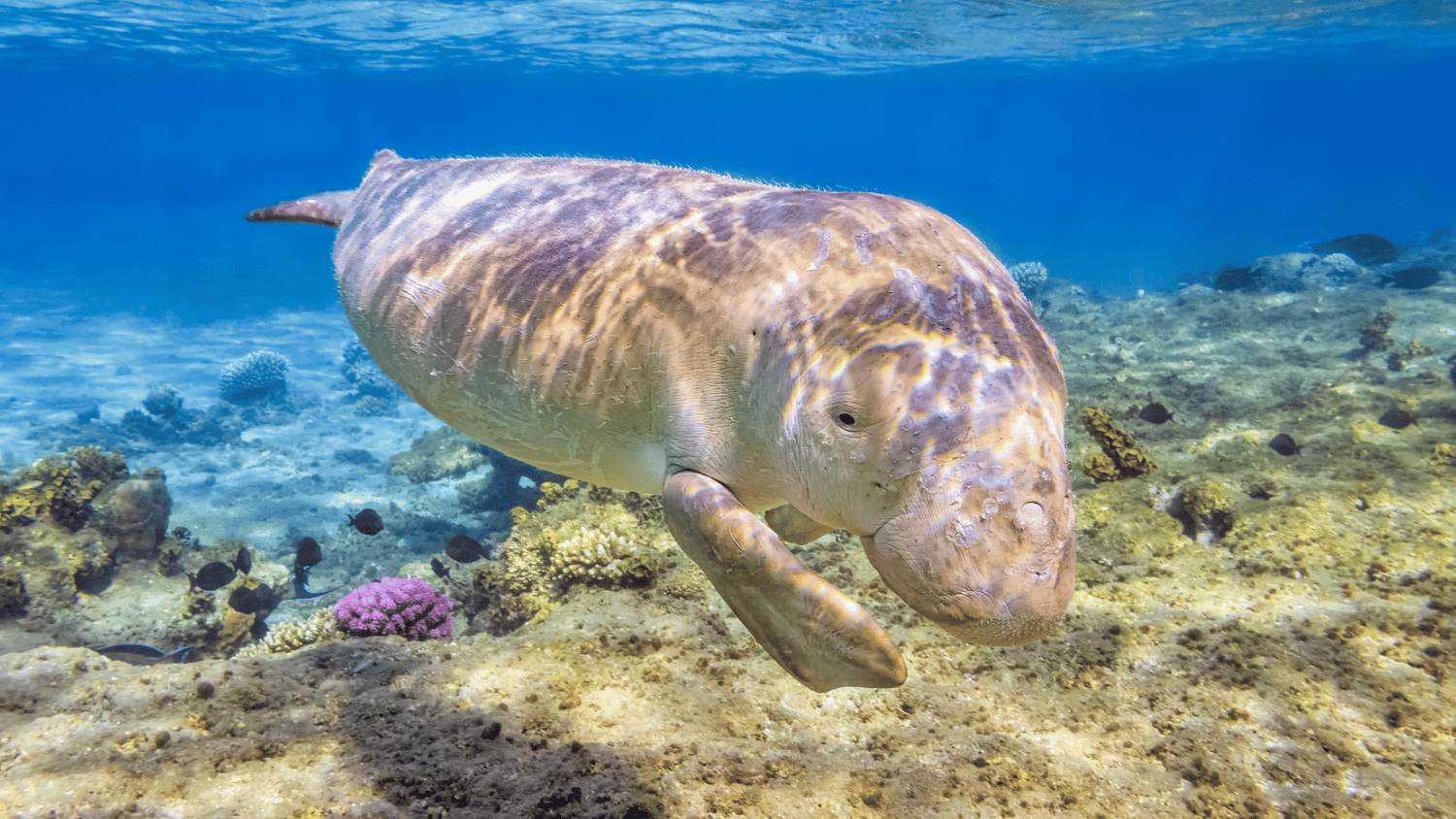 Papua New Guinea Liveaboards