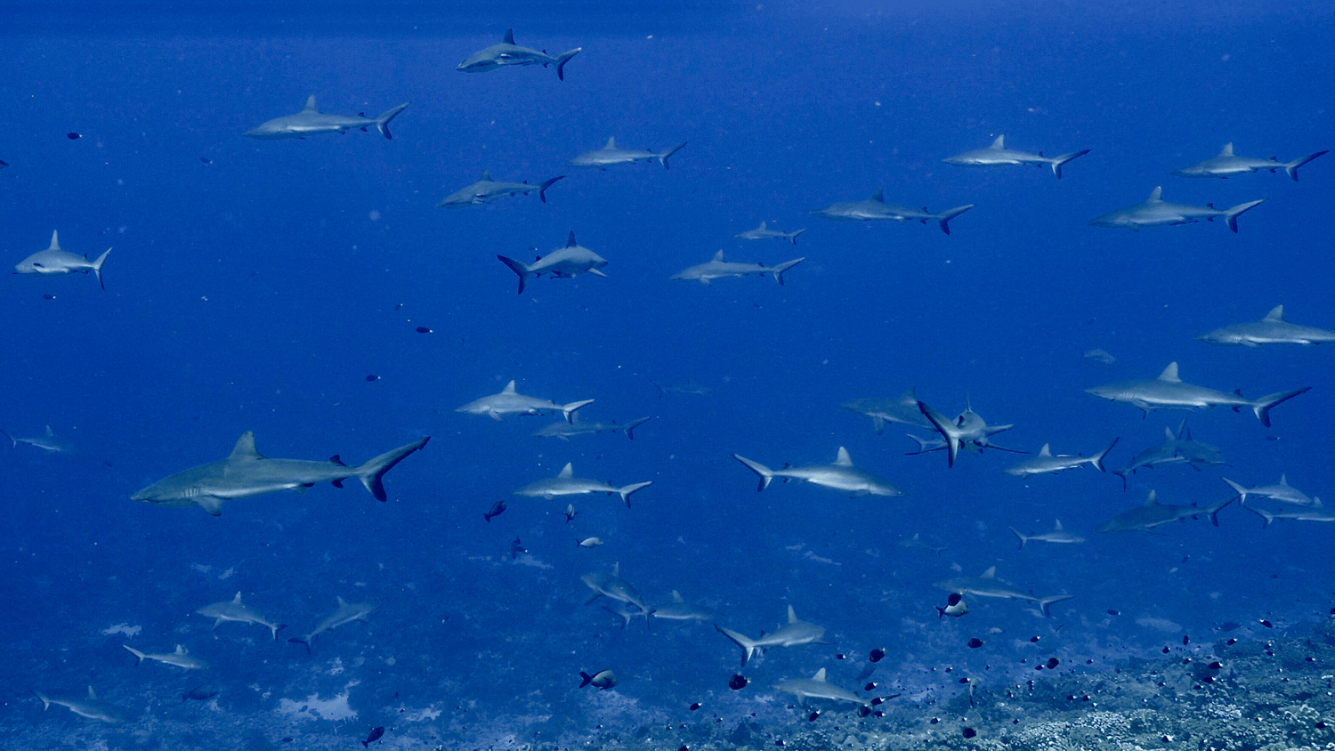 Polynesian Liveaboard Diving