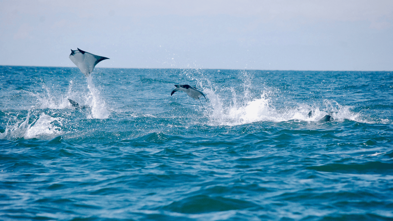 Portugal Liveaboard Diving