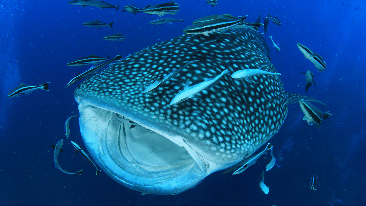 Honduras Liveaboard Diving