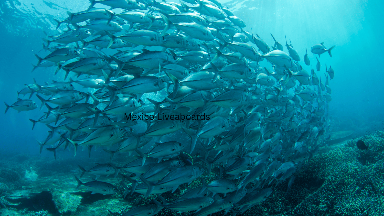 Solomon Islands Liveaboard Diving