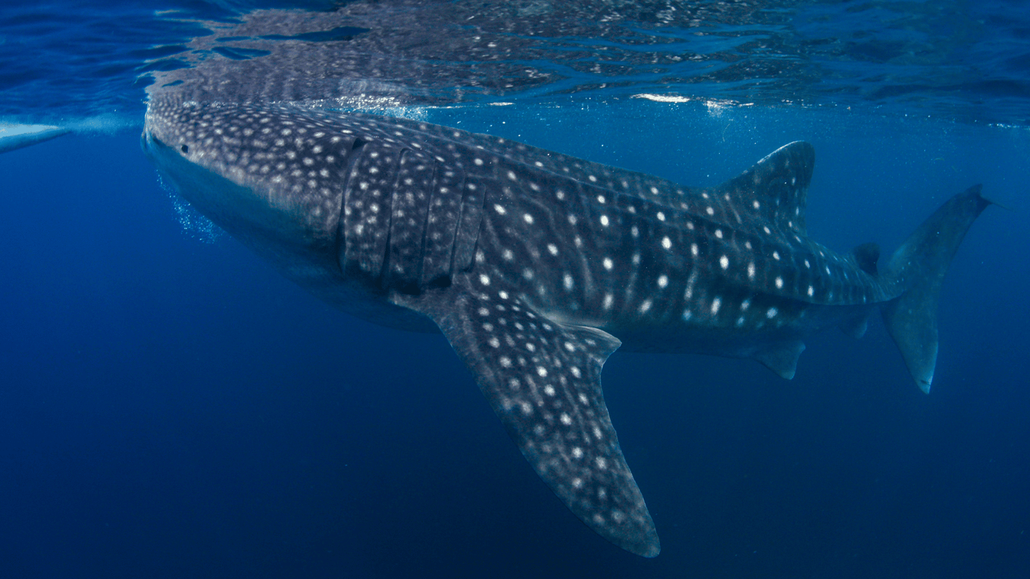 Thailand Liveaboard Diving
