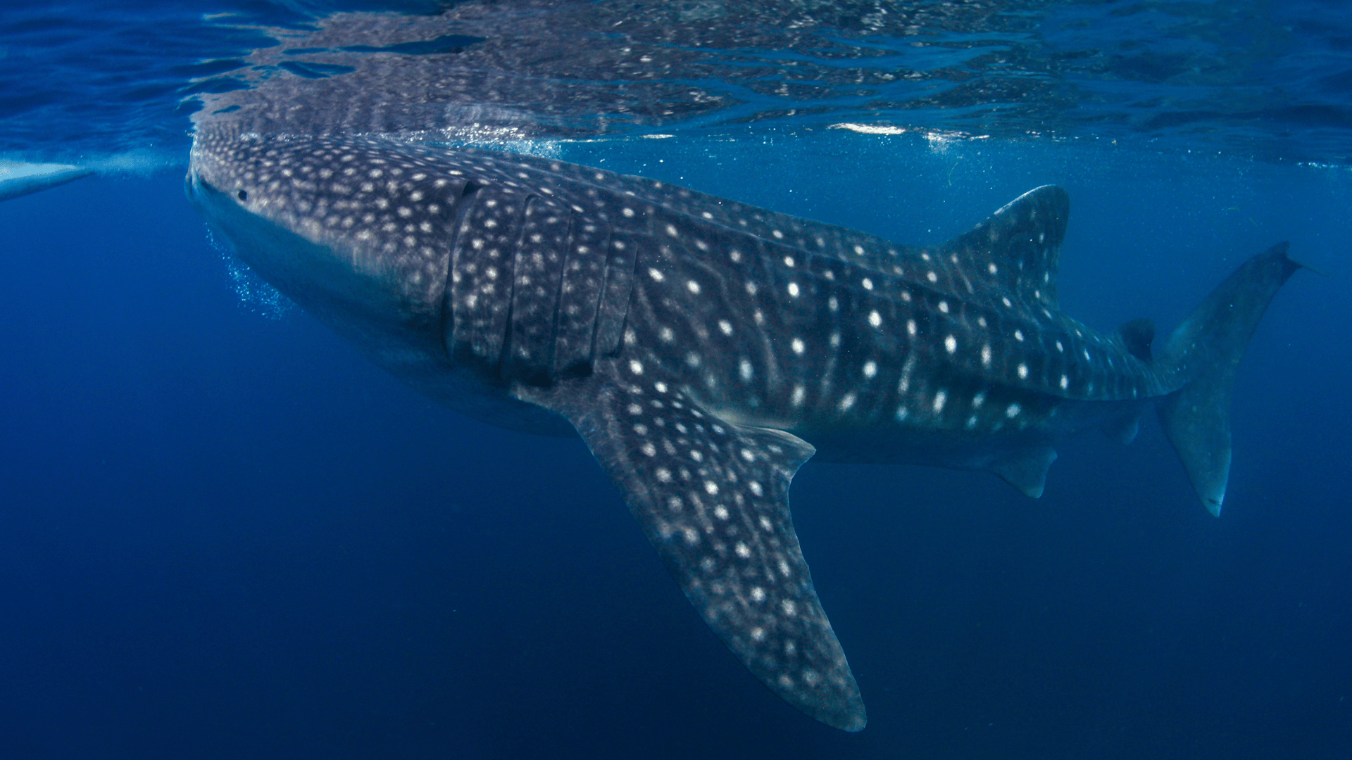 Thailand Liveaboard Diving