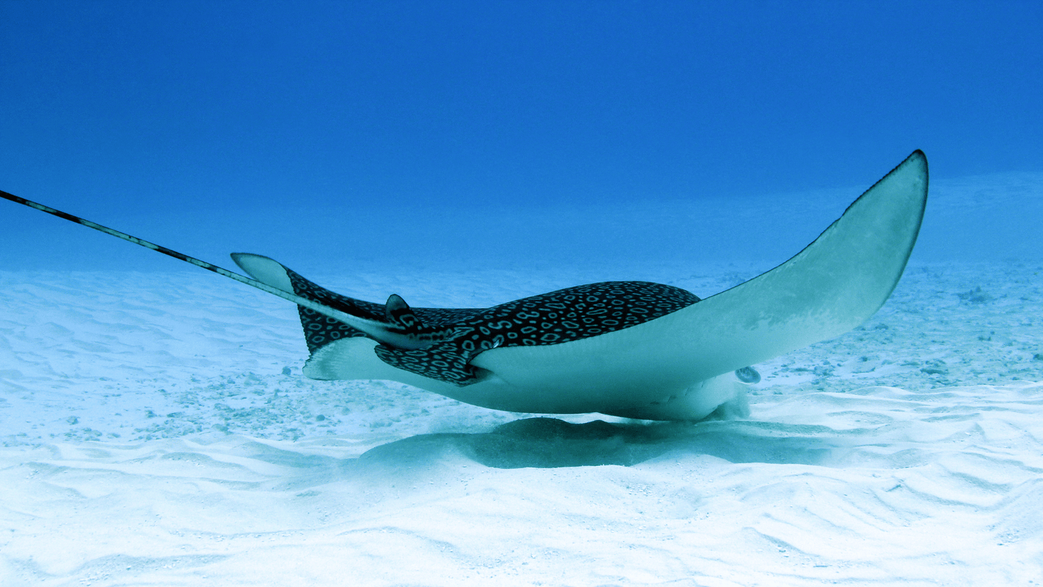 Turks & Caicos Liveaboard Diving