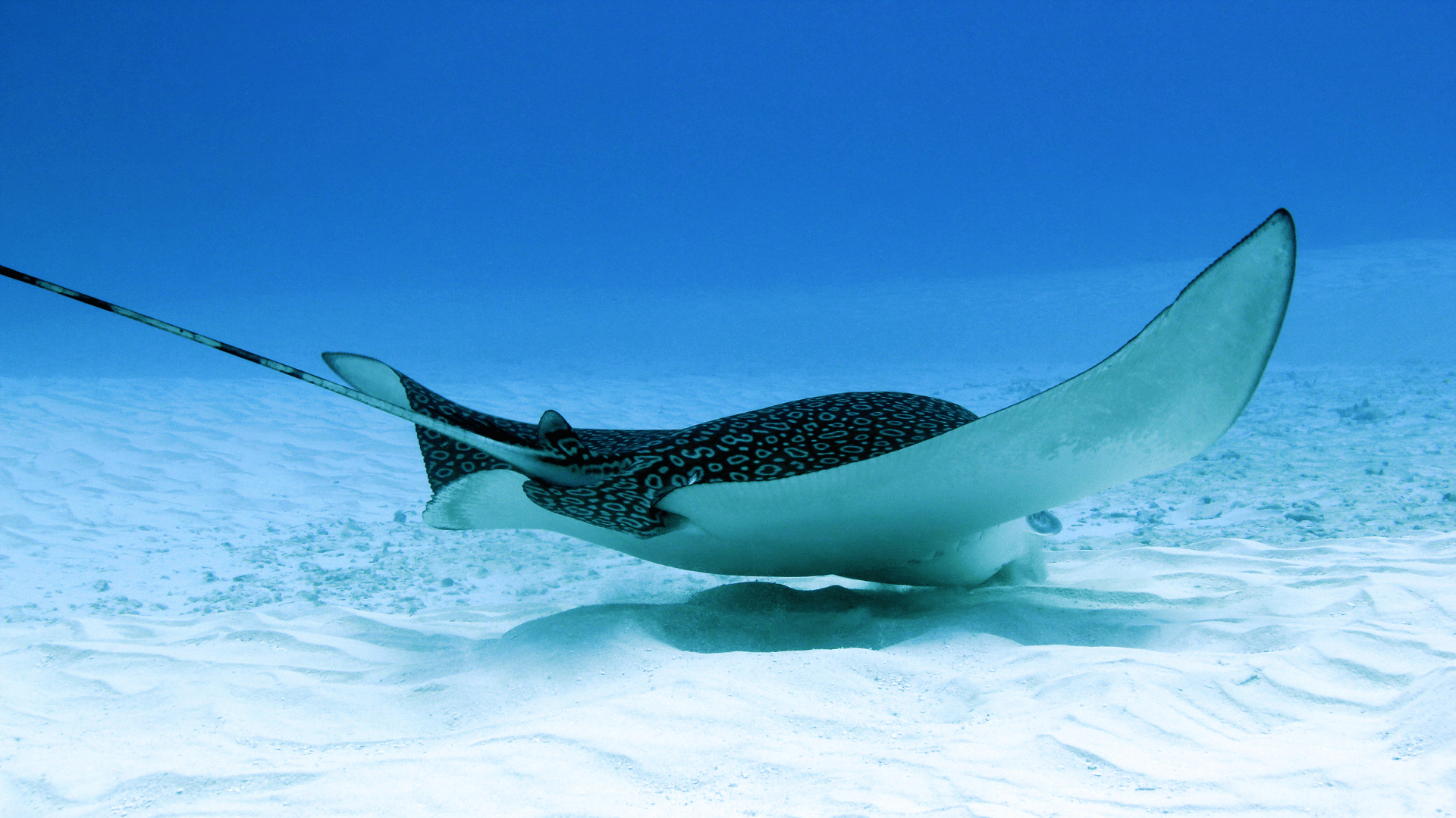 Turks & Caicos Liveaboard Diving