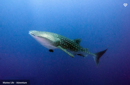 Adventure Liveaboard