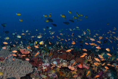 Amalia Komodo Liveaboard