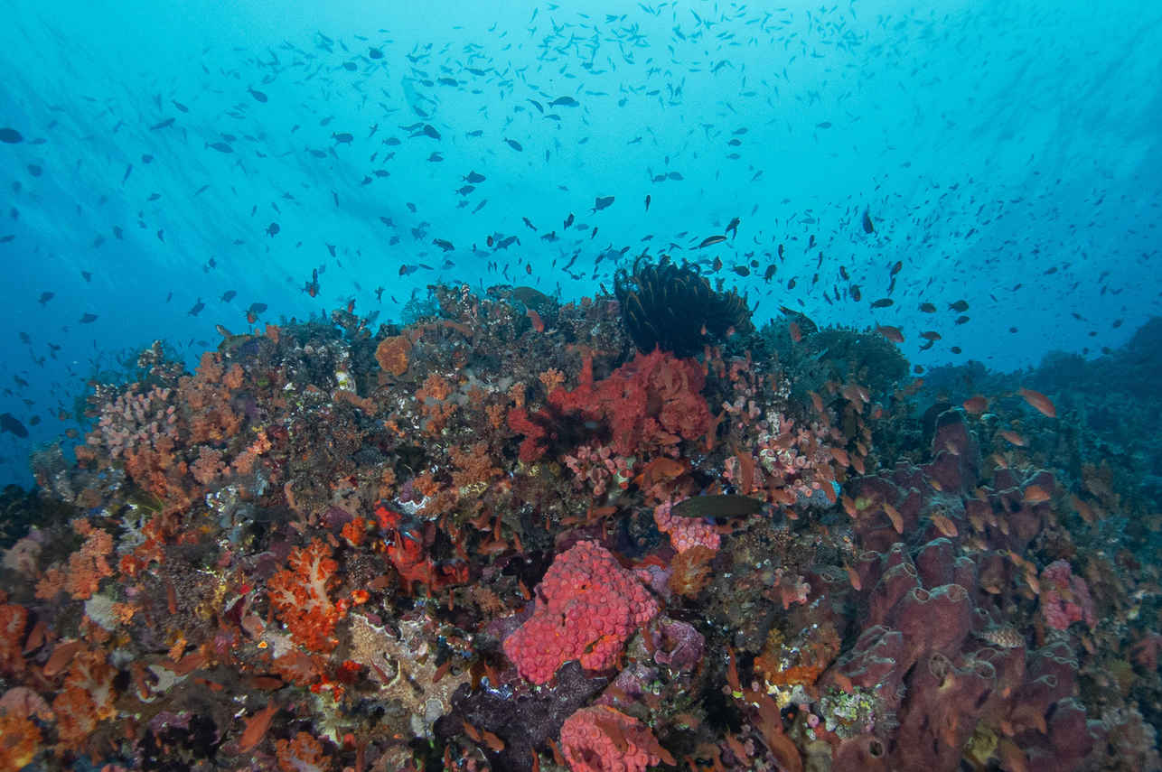 Amalia Komodo Liveaboard