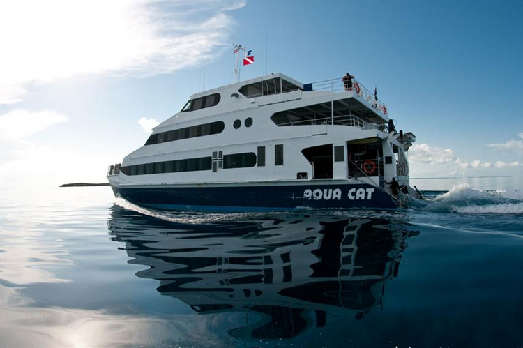 Aqua Cat Image