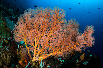 Aurora Liveaboard