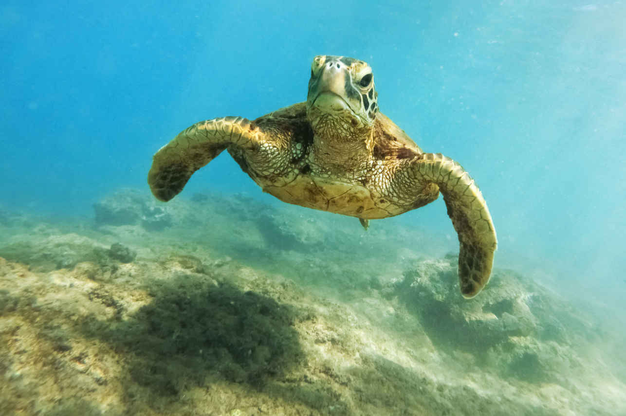 Aurora Liveaboard Image