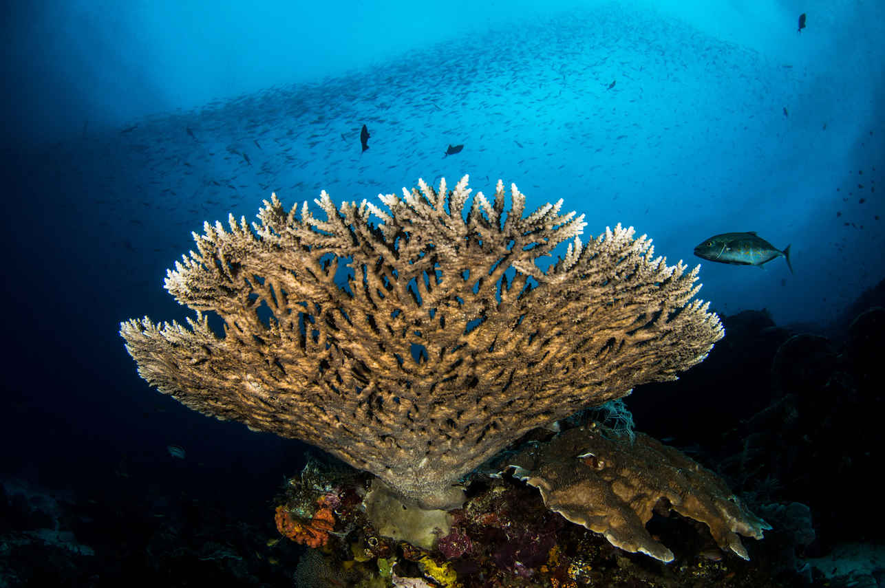 Aurora Liveaboard