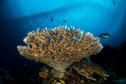 Aurora Liveaboard