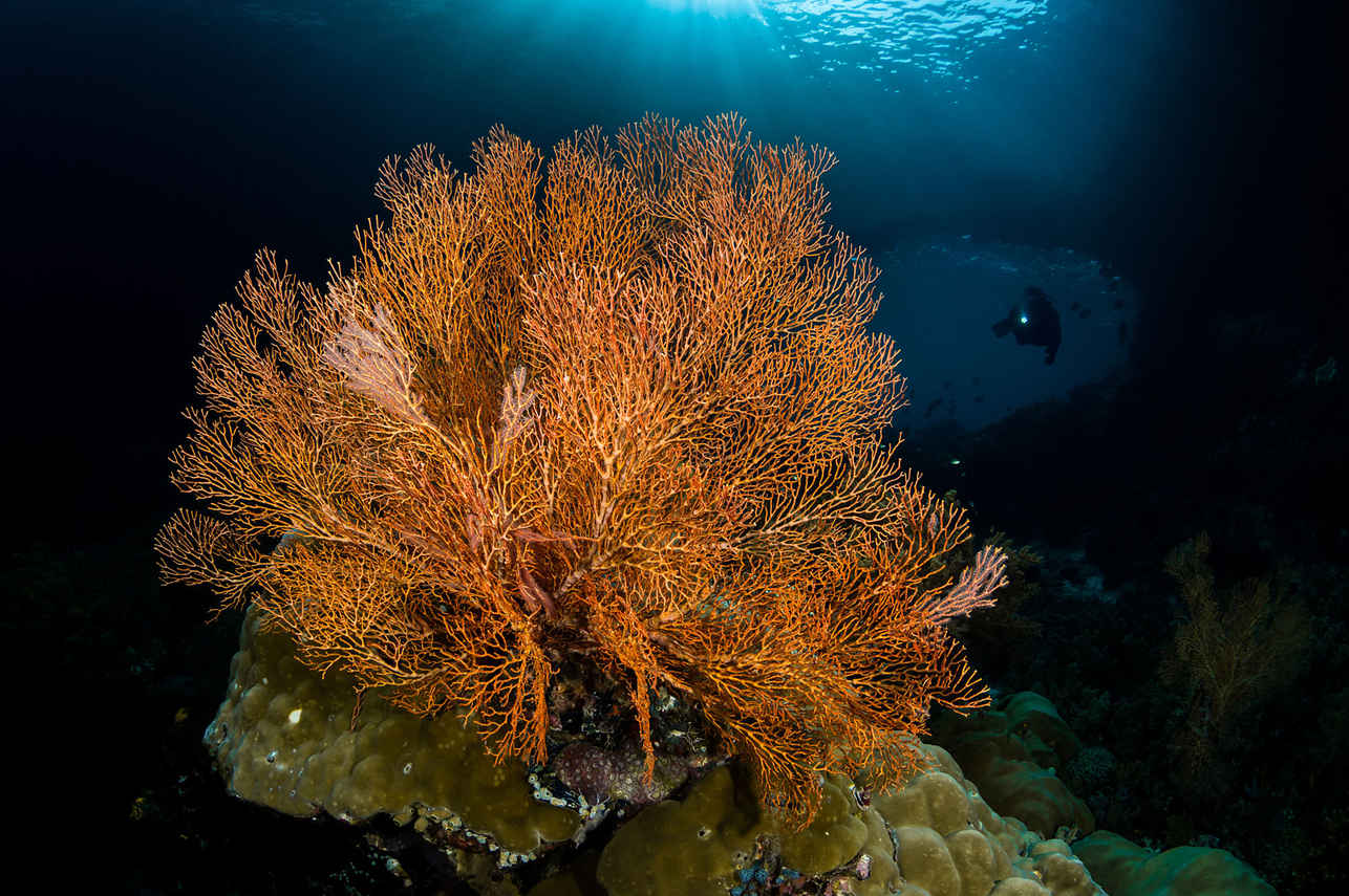 Aurora Liveaboard