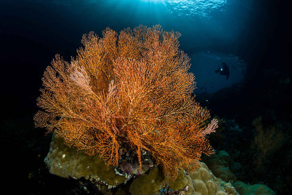 Aurora Liveaboard