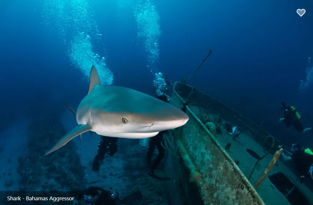 Bahamas Aggressor