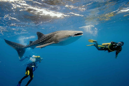 Black Manta Liveaboard