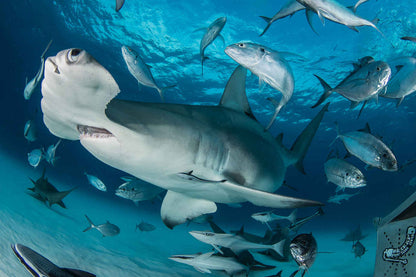Black Manta Liveaboard