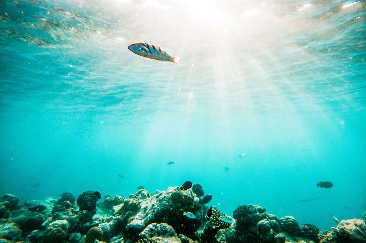 Black Manta Liveaboard