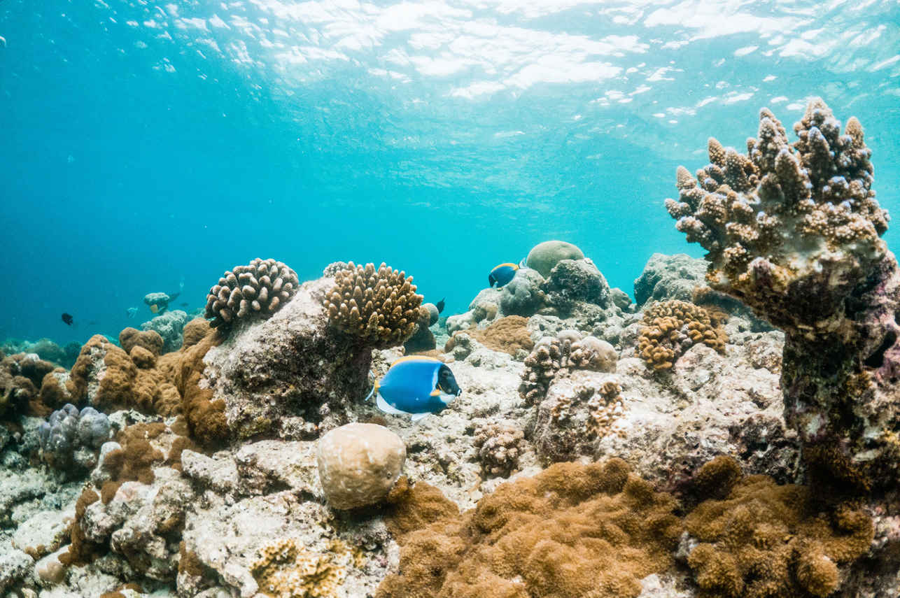 Black Manta Liveaboard