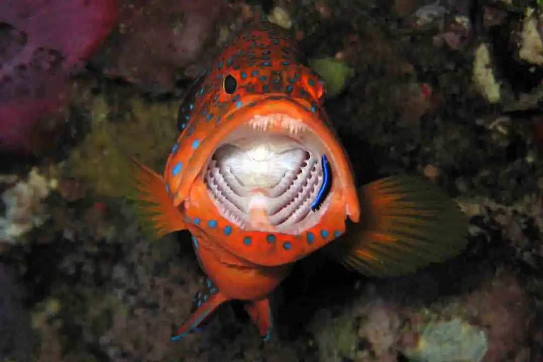 Blue Liveaboard