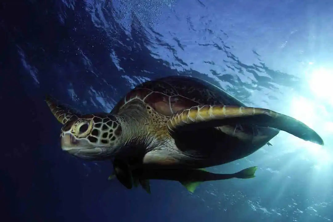 Blue Liveaboard