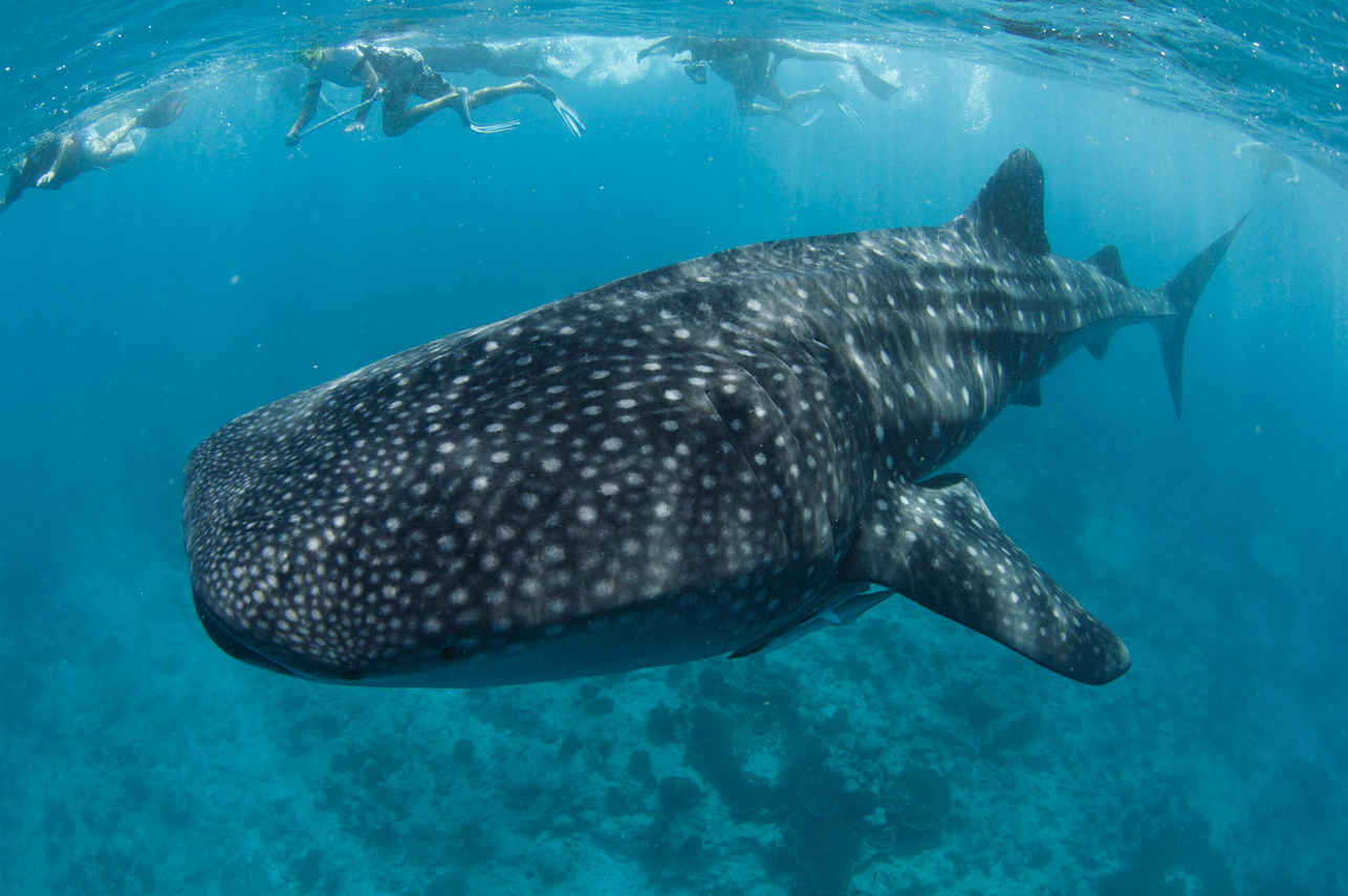 Blue Liveaboard