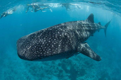 Blue Liveaboard