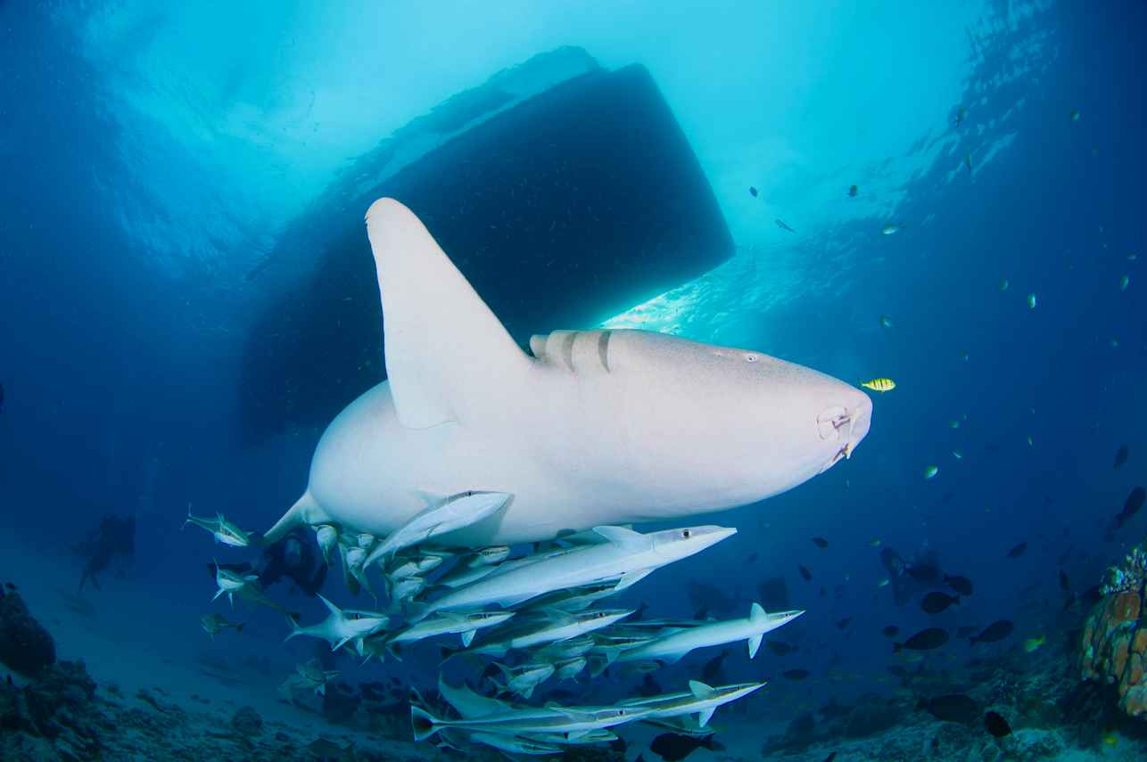 Blue Liveaboard