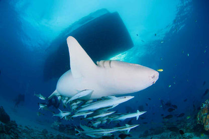Blue Liveaboard