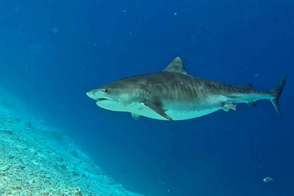 Blue Liveaboard