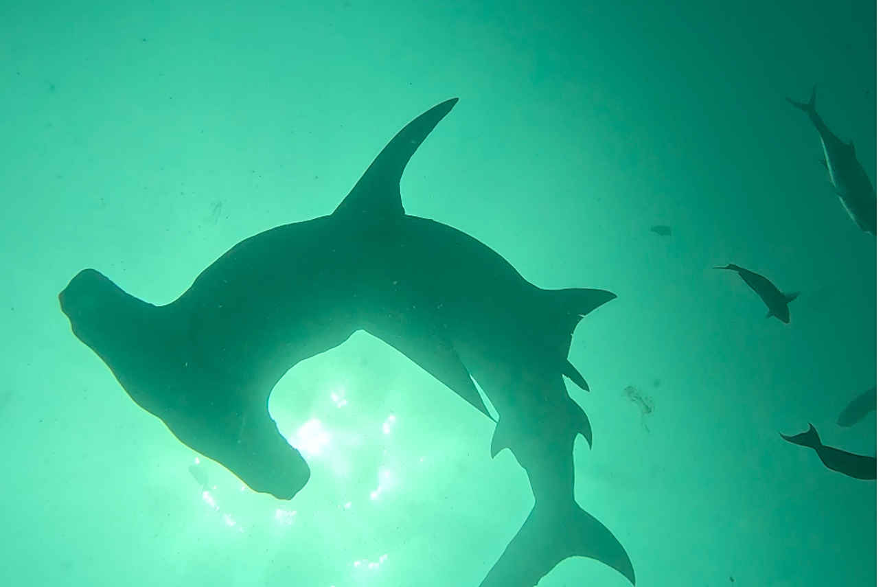 Blue Liveaboard
