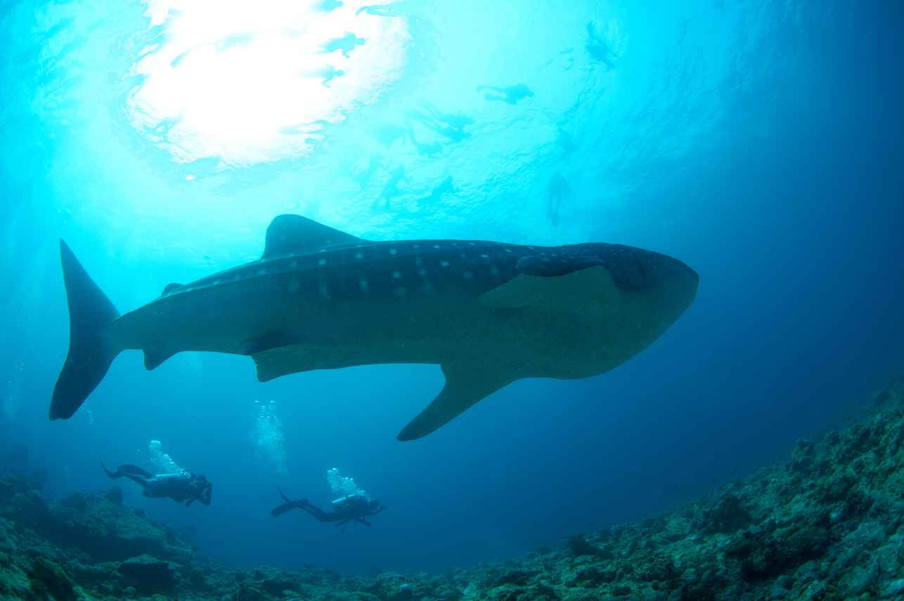 Blue Liveaboard