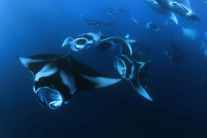 Blue Liveaboard