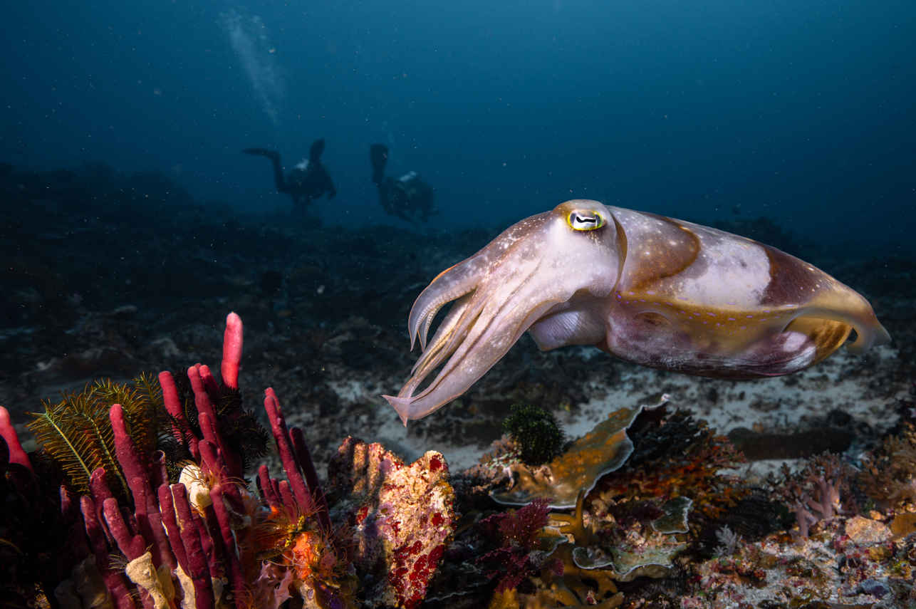 Blue Lotus Liveaboard