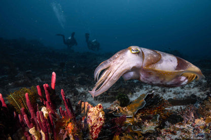 Blue Lotus Liveaboard