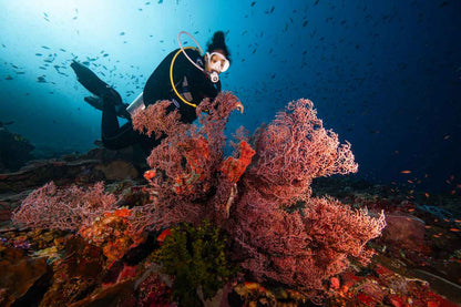 Blue Lotus Liveaboard